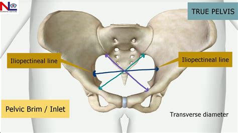 True Pelvis Landmarks