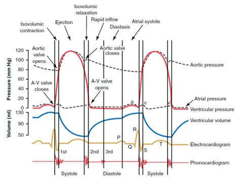 5: Wiggers diagram for the left heart. | Download Scientific Diagram