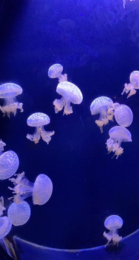 🌊🌊🌊 | Jellyfish aquarium, Pink fish, Aquarium pictures