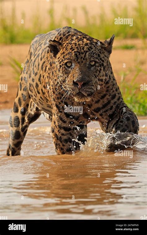 Jaguar hunting not car not automobile hi-res stock photography and ...