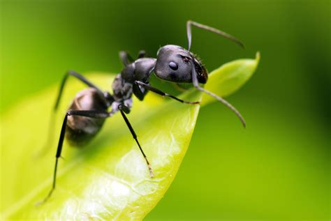 La fourmi charpentière : comment la reconnaître et s'en débarrasser - Anti Fourmis