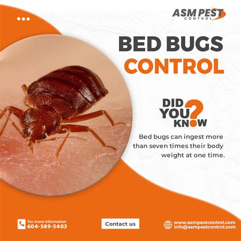 Fun Facts and Hidden Secrets of Bed Bug Control Vancouver