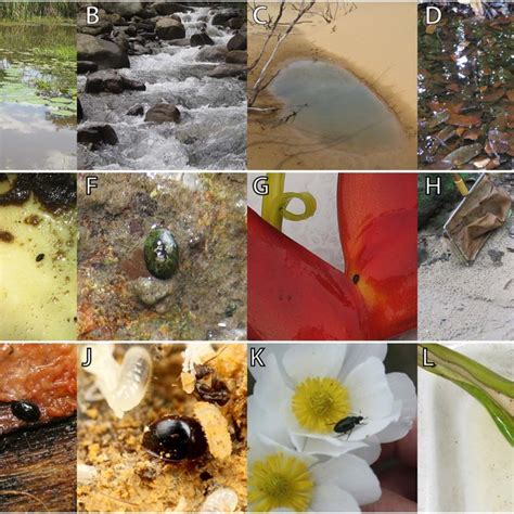 A selection of habitat diversity within the Hydrophilidae. A) Lentic... | Download Scientific ...