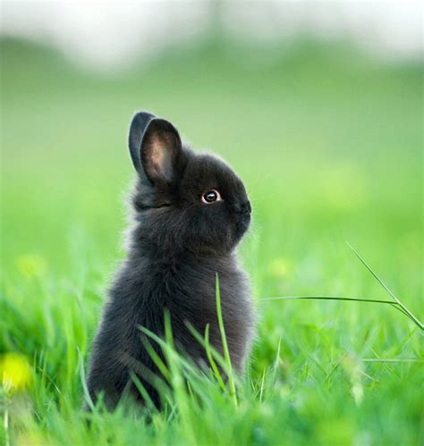 Dwarf Rabbits - A Complete Guide To The Smallest Bunny Breeds