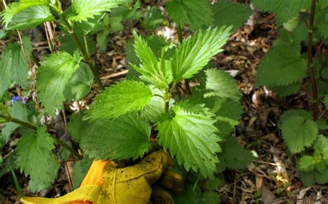 Here are the 15 amazing Health Benefits of Nettle: