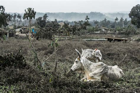 Agricultural damage from Taal Volcano eruption hits P577 million