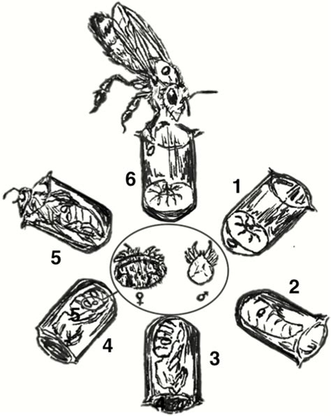 Figure 2: Varroa mite reproductive cycle - Entomology Today