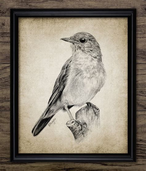 Nightingale Pencil Drawing Printable Nightingale Bird Common | Etsy