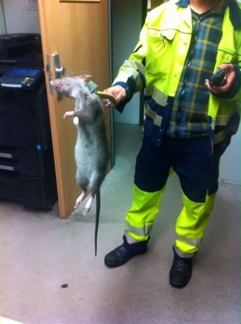 Giant German Rat Proves World Is Ending Soon | Complex