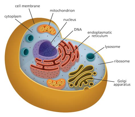 bju press chapter 3 life science 7 Diagram | Quizlet