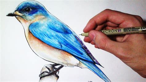 Great How To Draw A Detailed Bird The ultimate guide | howtodrawtutorial8