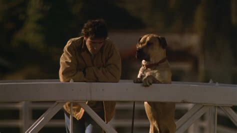 The Truth About Cats & Dogs (1996) - Backdrops — The Movie Database (TMDB)