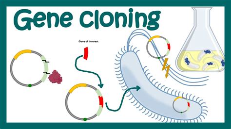 DNA cloning (overview) | gene cloning | What is the purpose of DNA cloning? | genetic ...