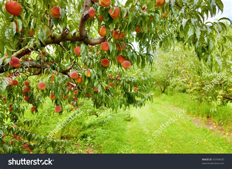 40,989 Peaches Orchard Images, Stock Photos & Vectors | Shutterstock