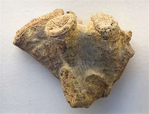 Louisville Fossils and Beyond: Thecosmilia annularis Coral Fossil