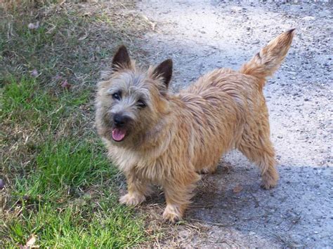 Cairn Terrier - Puppies, Rescue, Pictures, Information, Temperament, Characteristics | Animals ...