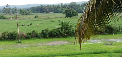 calangute panchayat app