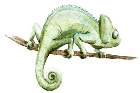 Watercolor chameleons (VECTOR + original JPG) By Lembrik's Artworks | TheHungryJPEG