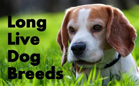 10 Longest Living Dog Breeds #2 Is Simply Unbelievable - Dog Blab