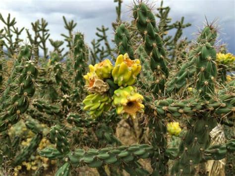 Cholla Cactus Plant Care | Plantly