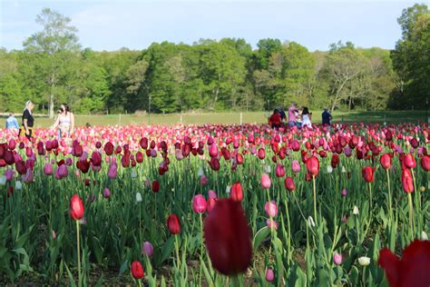 Wicked Tulips Flower Farm (CT) - New England Travel Journal