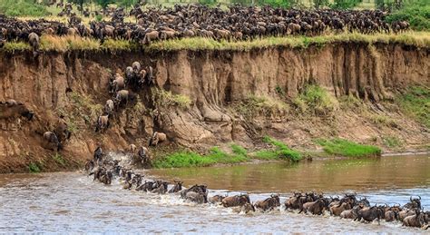 Wildebeest Migration Safari Maasai Mara