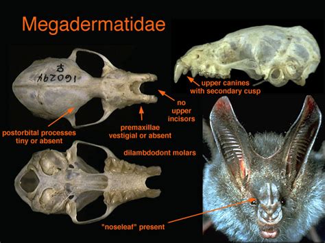 ADW: megadermatidae.jpg