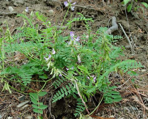 Astragalus alpinus (alpine milk-vetch): Go Botany