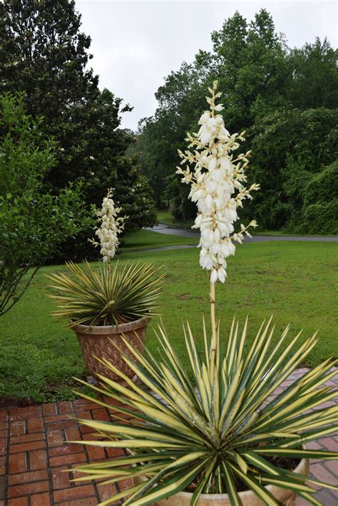 MARIETTE'S BACK TO BASICS: Variegated Yucca Lily Blooming