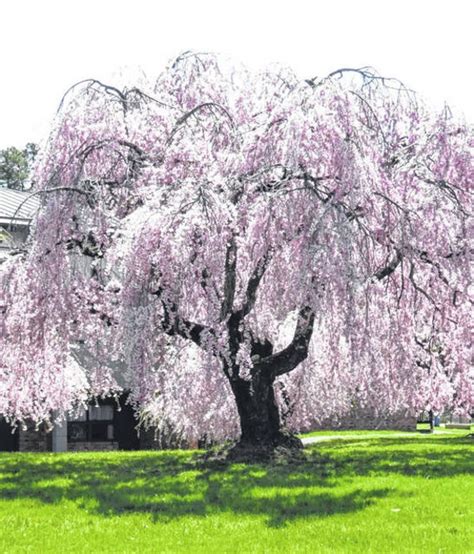 FALL PLANTING 10 Weeping Cherry Tree Seeds Bonsai Higan - Etsy