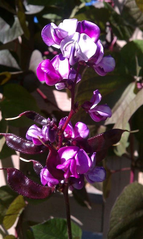 Hyacinth Bean Hyacinth, Beans, Flowers, Gardening, Lawn And Garden, Royal Icing Flowers, Flower ...