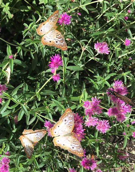 Phoenix Arizona Desert Botanical Gardens: Butterflies