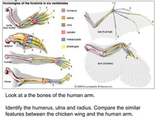 Chicken wing dissection | PPT - Worksheets Library