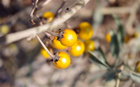 Yellow Berries Free Stock Photo - Public Domain Pictures