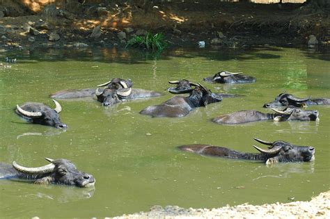 River Water Buffalo | Flickr - Photo Sharing!