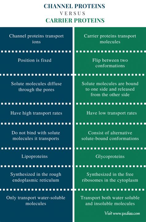 Difference Between Channel and Carrier Proteins | Characteristics, Structure, Role