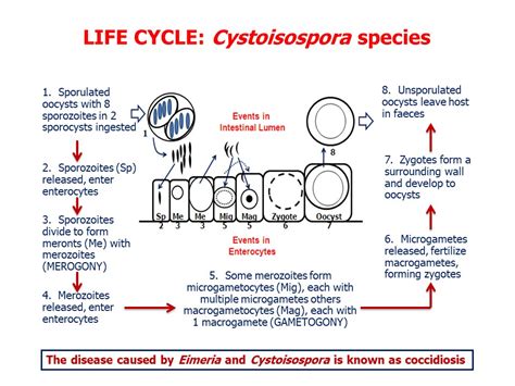 Cystoisospora species - Learn About Parasites - Western College of ...