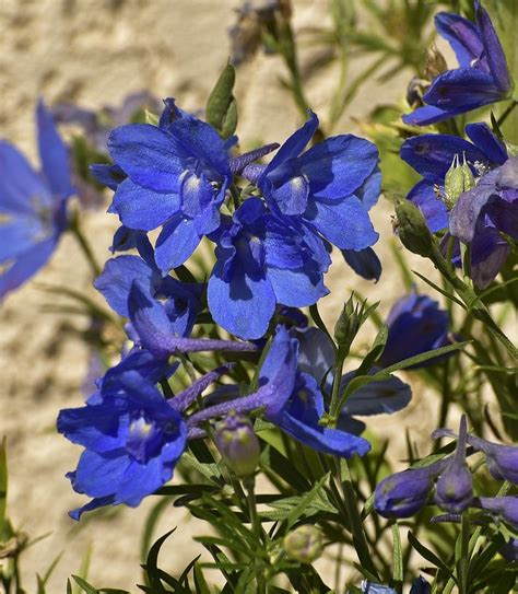 Blue Larkspur Flower IIi Photograph by Linda Brody