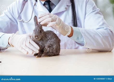 The Scientist Doing Testing on Animals Rabbit Stock Image - Image of ...