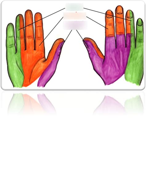 Dermatomes (Hand Diagram is CUTANEOUS!!!!) Diagram | Quizlet