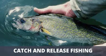 Is Catch and Release Fishing Effective For Conservation?