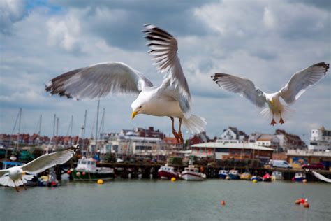 Seagulls In The Sea Free Stock Photo - Public Domain Pictures