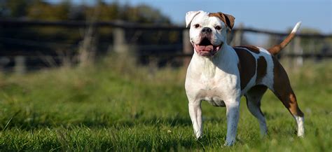 Olde English Bulldogge Adoption: Olde English Bulldogge Puppies For ...