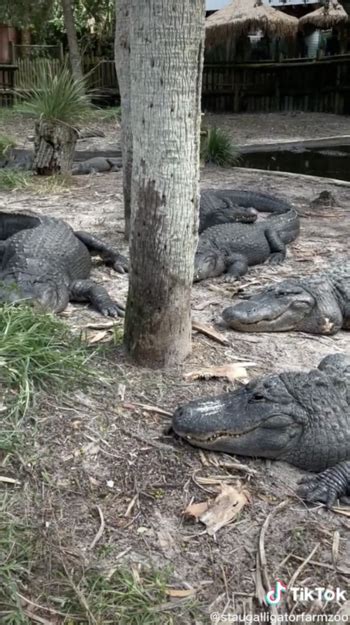 Here's How Zoos Prepare and Protect Animals During A Hurricane