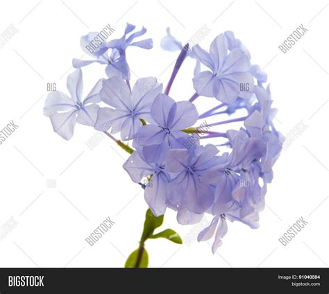 Plumbago Auriculata Image & Photo (Free Trial) | Bigstock