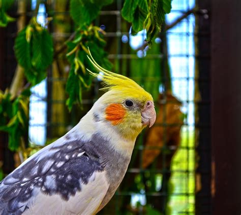 Understanding Cockatiels Behavior & language | Take a Peek into a Cockatiel's Body Language