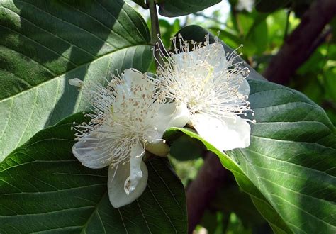 Guava tree growing tips and care - Plantbay