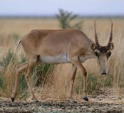 Saiga Antelope Facts | Anatomy, Diet, Habitat, Behavior - Animals Time