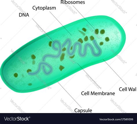 Lactobacillus Diagram