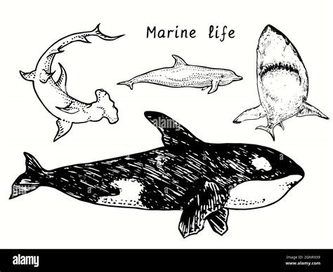 Marine life collection, Great Hummerhead shark, Orca, Bottlenose dolphin, Great white shark ...